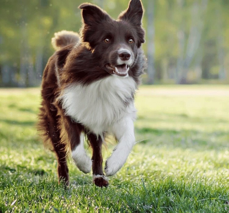 Action-Fotoshooting für Hunde bei Boltenhagen